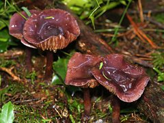 Thaxterogaster submagellanicus