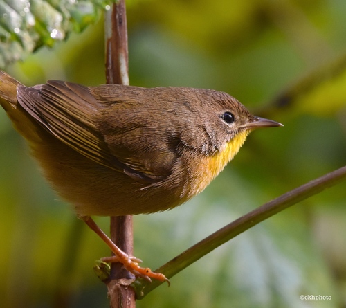 Common Yellowthroat