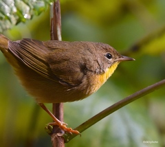 Common Yellowthroat photo 5