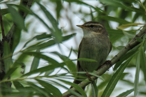 Mosquitero sombrío (Phylloscopus fuscatus)