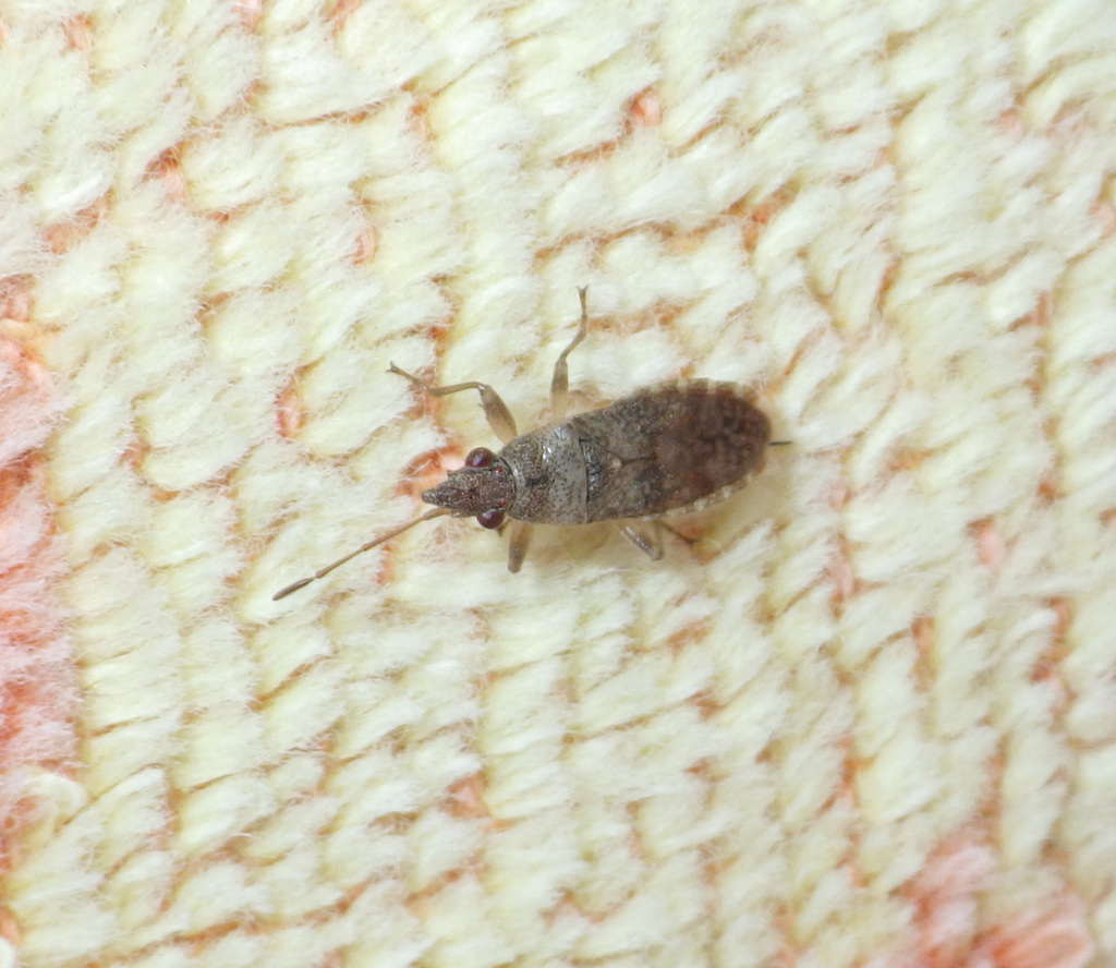 Orsillus maculatus