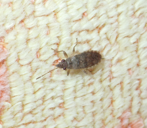 Orsillus maculatus