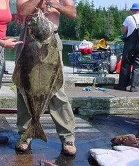 Hippoglossus stenolepis