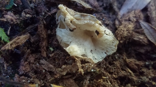 Clathrus chrysomycelinus image