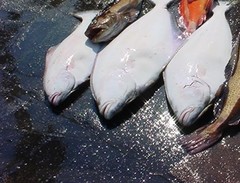 Hippoglossus stenolepis