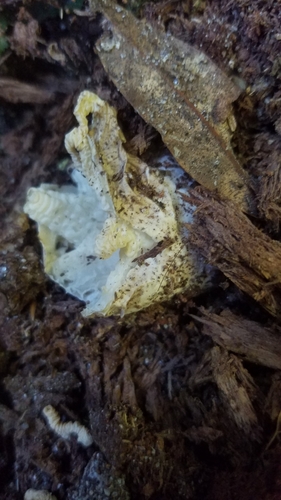 Clathrus chrysomycelinus image