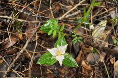 Pseudotrillium rivale