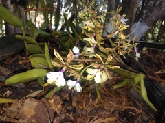 Epidendrum stamfordianum