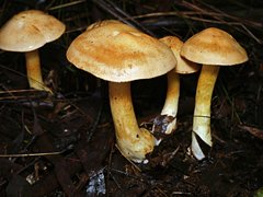 Cortinarius memoria-annae