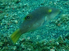 Canthigaster compressa