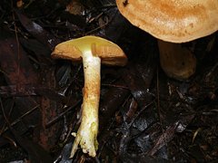 Cortinarius memoria-annae