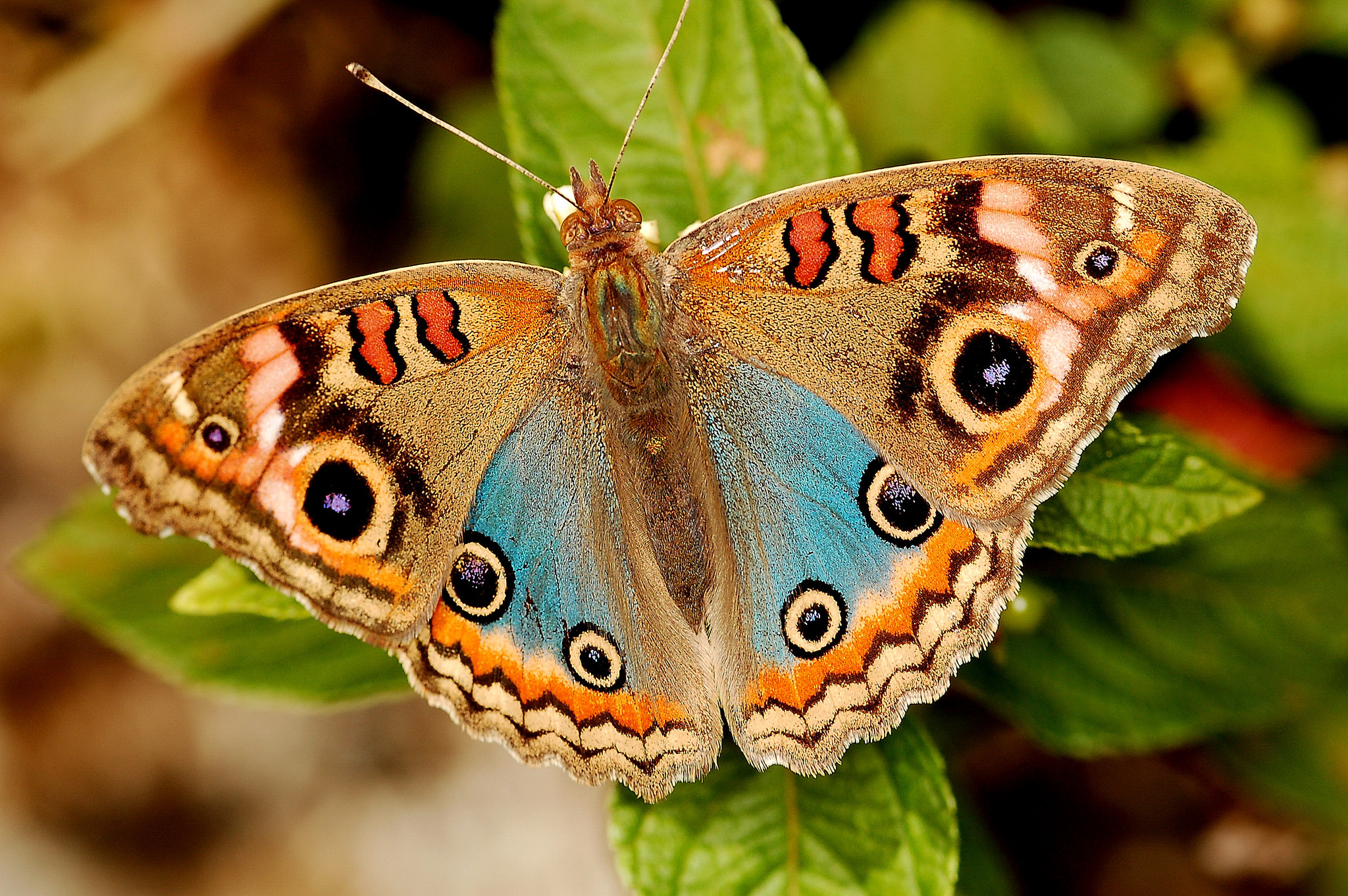 Saturnia Josephinae, la mariposa con falsos ojos en las alas