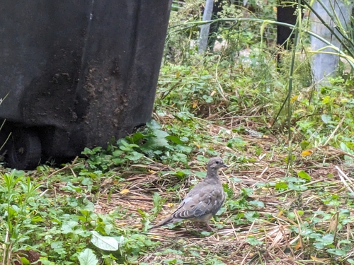 Mourning Dove photographed in Michigan