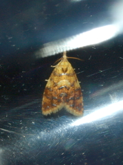 Pseudargyrotoza conwagana