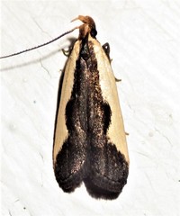 Dichomeris inserrata