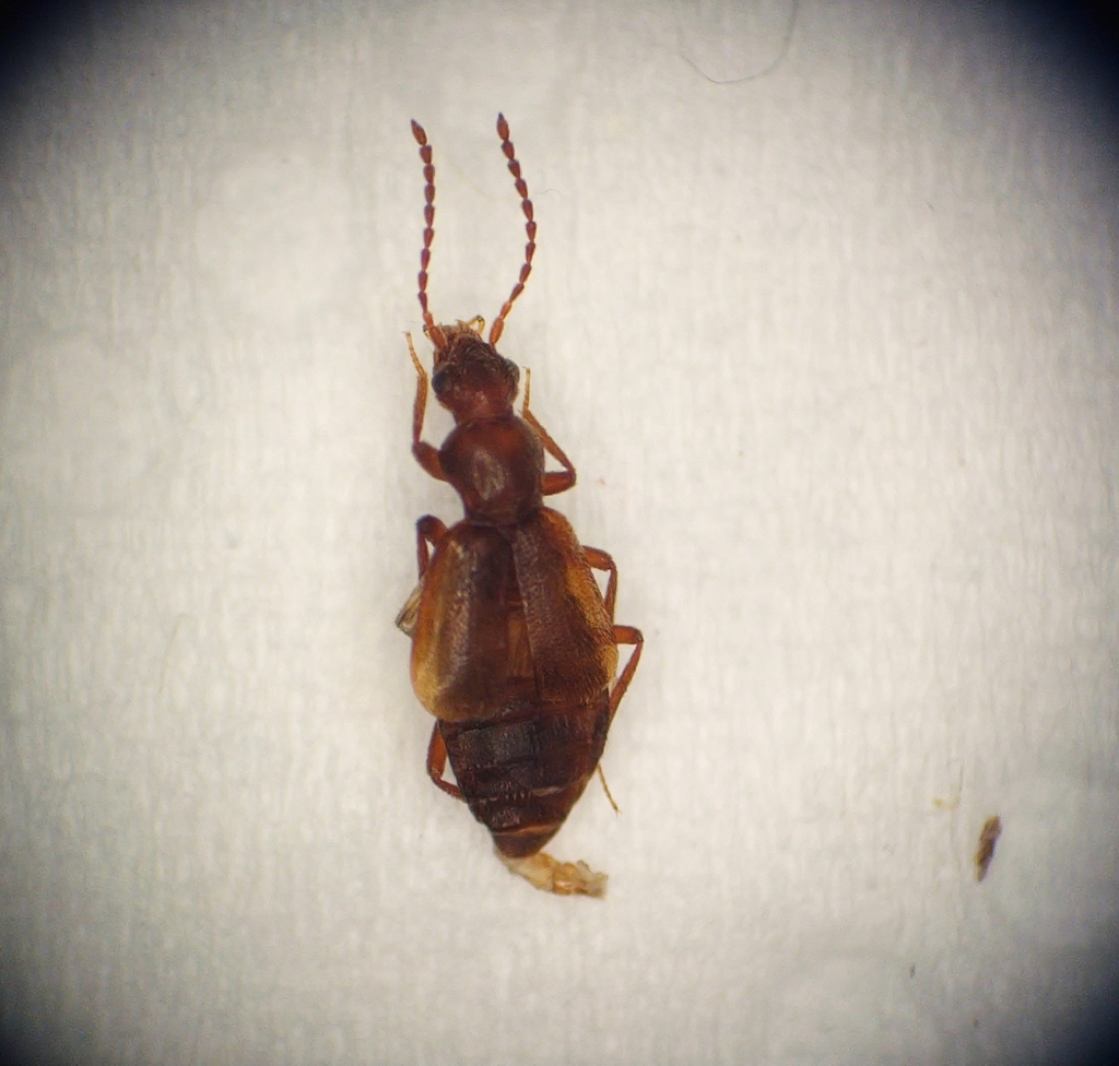 Lesteva monticola