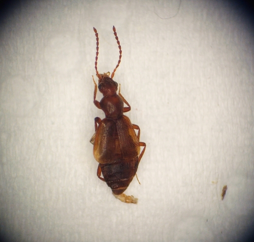 Lesteva monticola