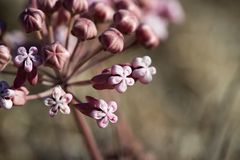 Asclepias senecionifolia