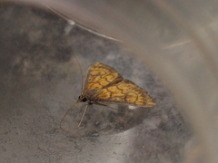 Ecpyrrhorrhoe rubiginalis