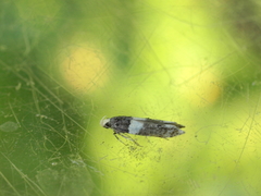 Recurvaria leucatella