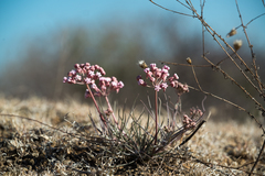 Asclepias senecionifolia