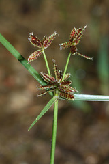 Cyperus sanguinolentus