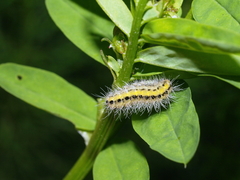 Zygaena ephialtes