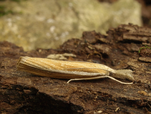 Pale-streak Grass-veneer
