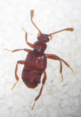 Representative image of Brachygluta globulicollis