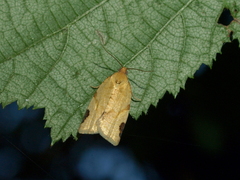 Paramesia gnomana