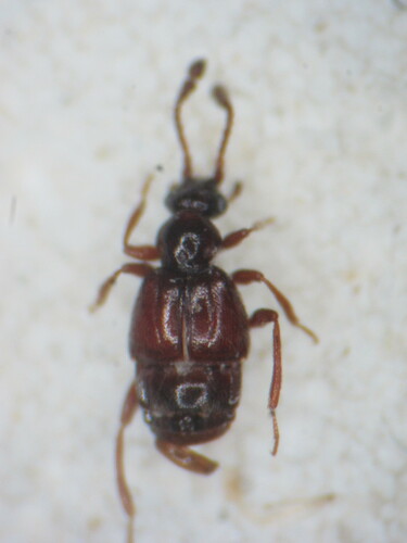 Representative image of Brachygluta foveola