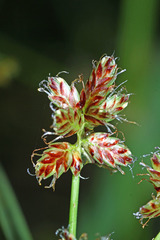 Cyperus sanguinolentus
