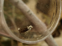 Ypsolopha sequella