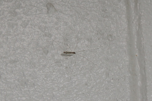 Limoniidae