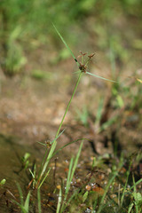 Cyperus sanguinolentus