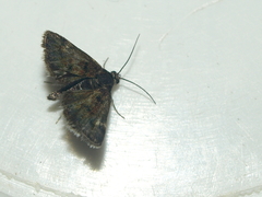 Heliothela wulfeniana