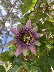 Passiflora alata × caerulea