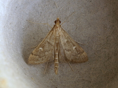 Dolicharthria punctalis