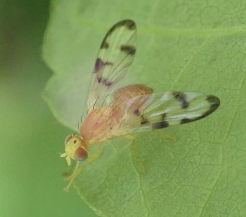 Trypeta flaveola photo 4