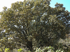 Quercus resinosa