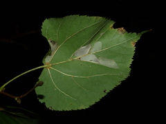 Phyllonorycter issikii