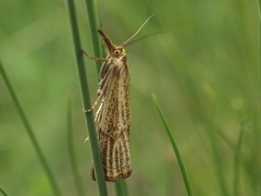 Thisanotia chrysonuchella