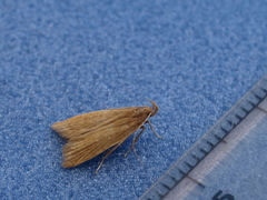 Helcystogramma rufescens