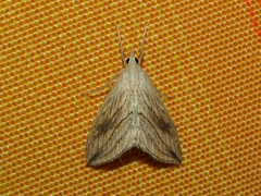 Evergestis forficalis