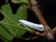 Yponomeuta cagnagella