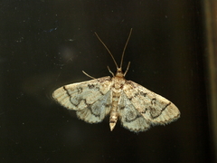 Metasia ophialis
