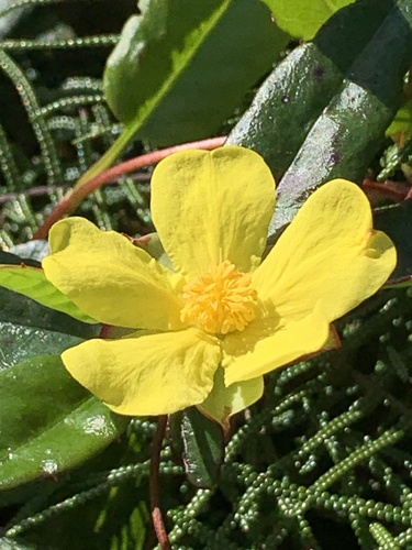 Hibbertia dentata R.Br. ex DC.