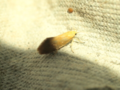 Crassa tinctella