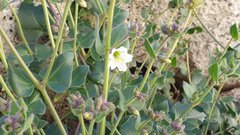 Mirabilis laevis retrorsa