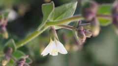 Mirabilis laevis retrorsa